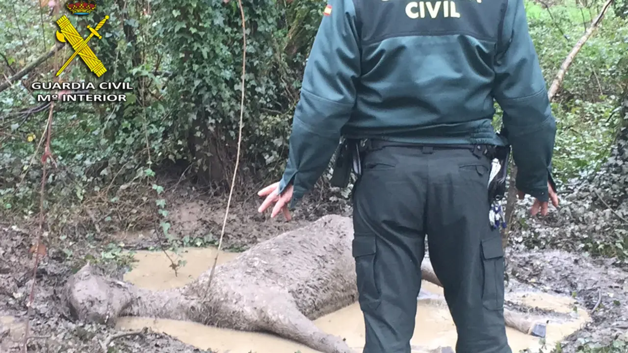 El caballo fallecido en Mos por hiportermia y desnutrición. GUARDIA CIVIL