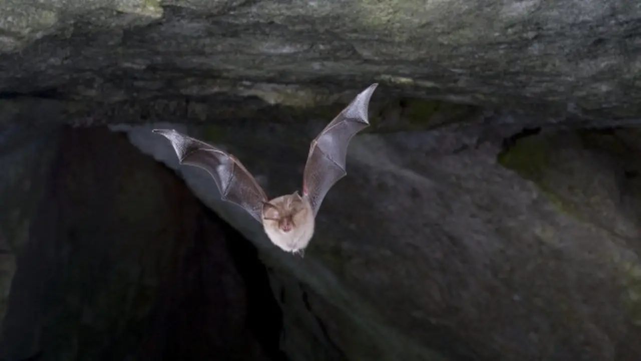 Un murciélago pequeño de herradura.FC ROBILLER (NATURLITCHER.DE)