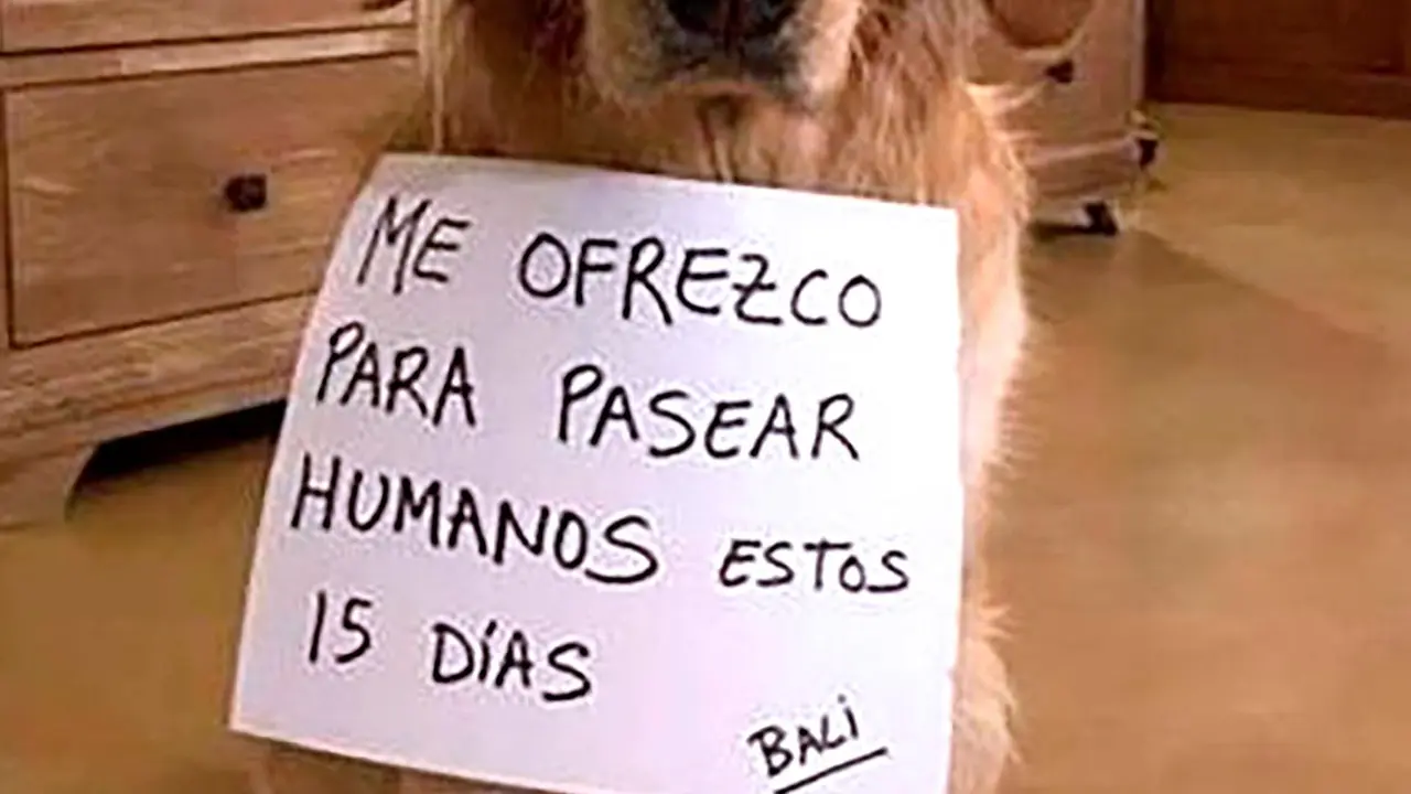 En uno de los anuncios figuraba un perro con un cartel colgado del cuello con la mención &#34;Me ofrezco a pasear humanos estos 15 días&#34;. EP