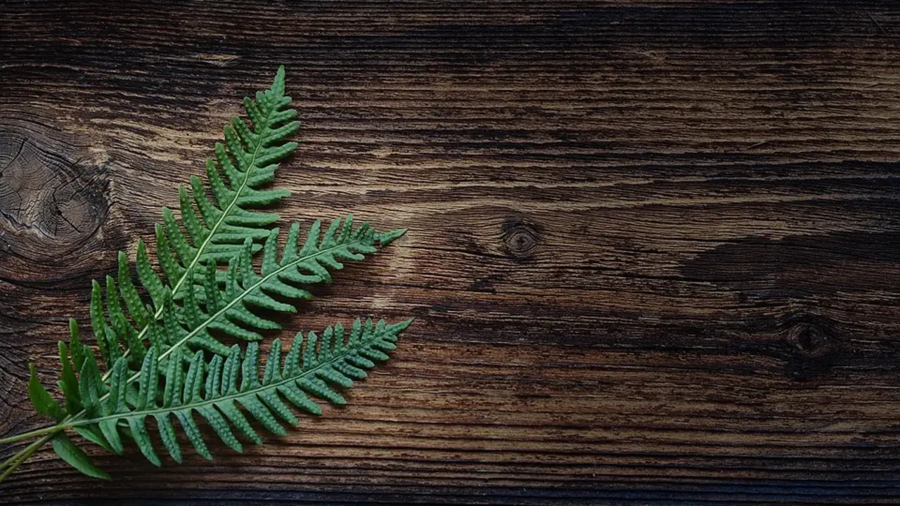 Hoja de helecho. PIXABAY