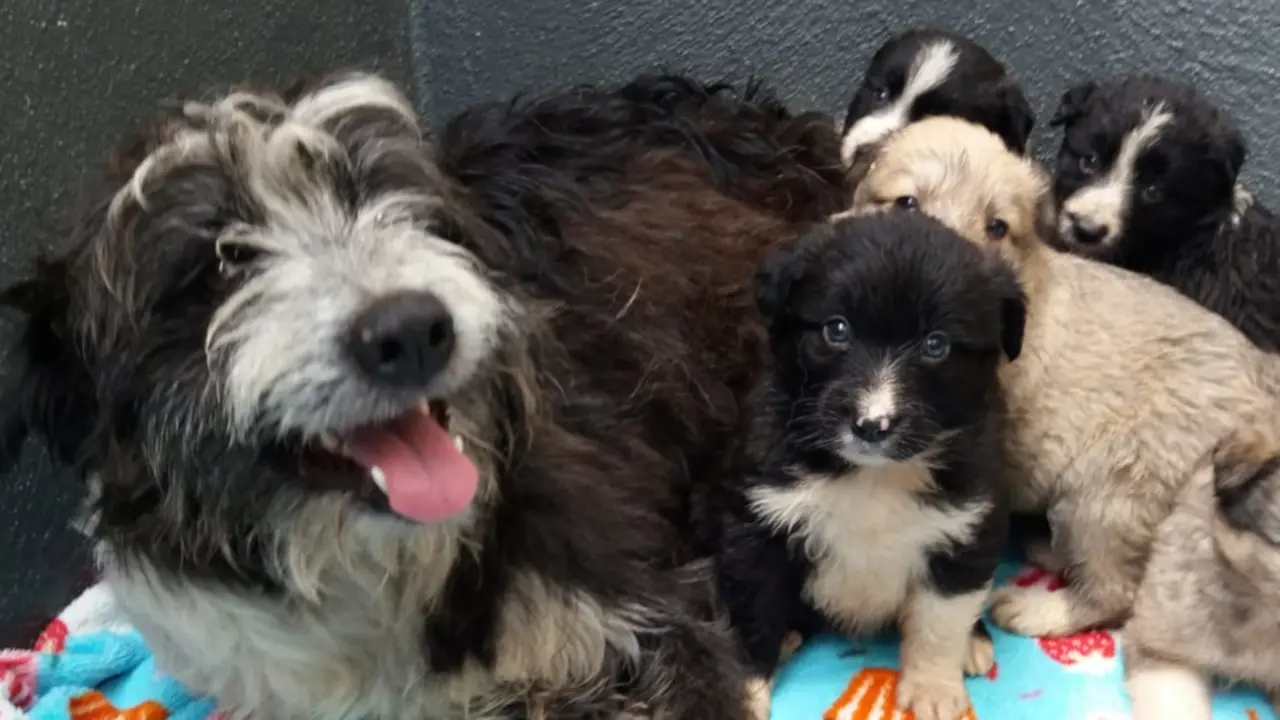 La perra Laila y sus cachorros. DEPUTACIÓN