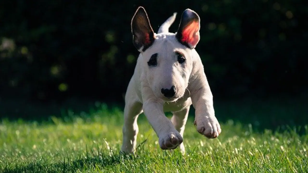 Un cachorro de bull terrier. PIXABAY