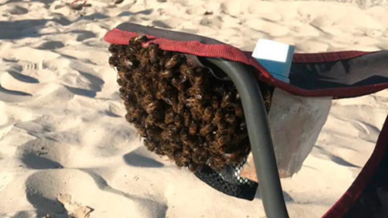 As abellas aniñaron baixo o reposabrazos da cadeira, sobre unha rejilla similar a un panal. EP