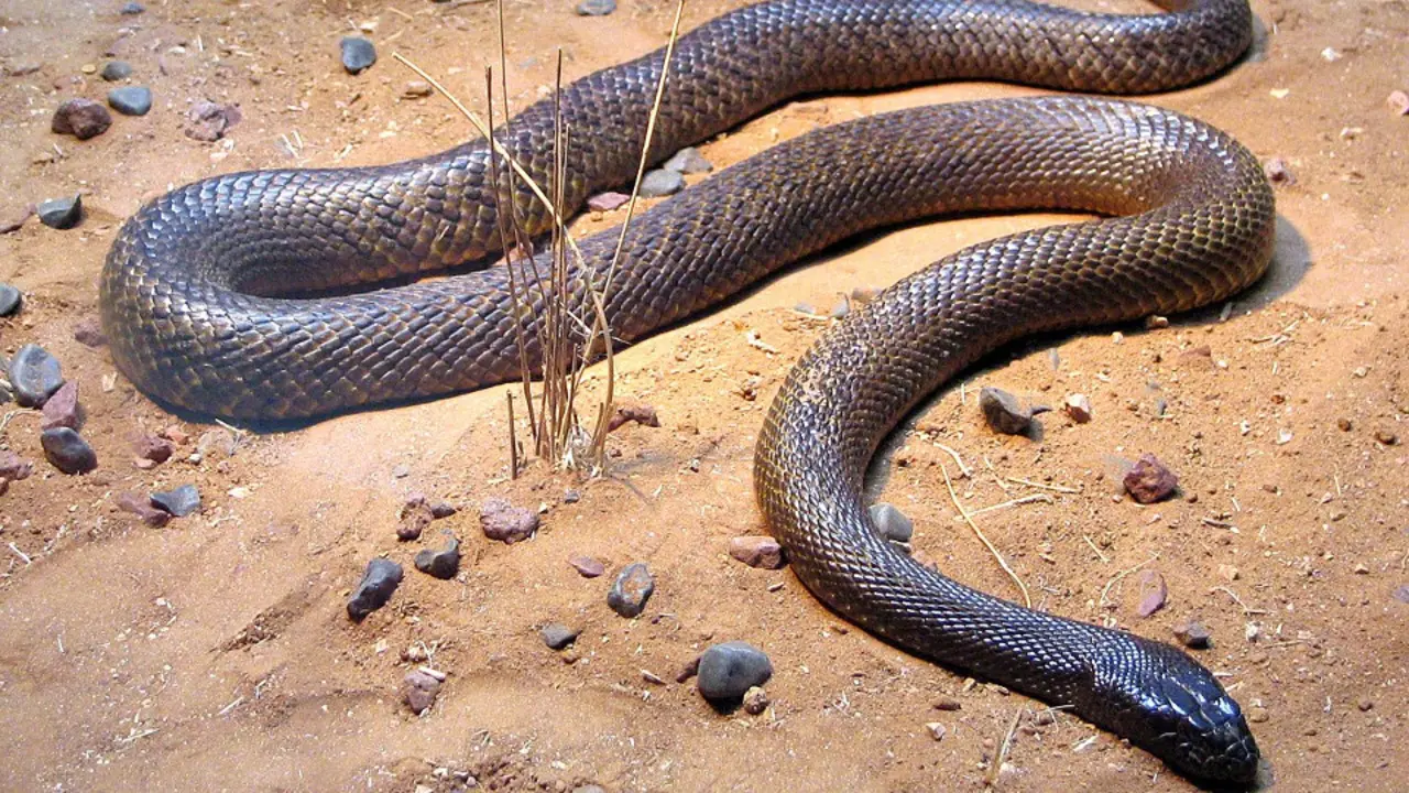 Un exemplar de Taipan. WIKICOMMONS