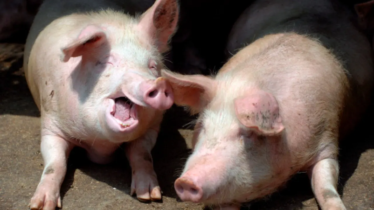 Proc/JFIF/EFE-Calidad:Excelente