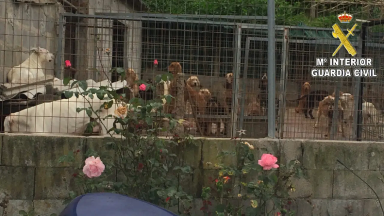 Los perros peligrosos de Mos. GC