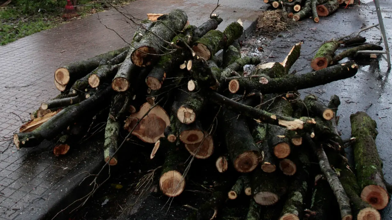 Ramas tras una poda de árboles. ADP