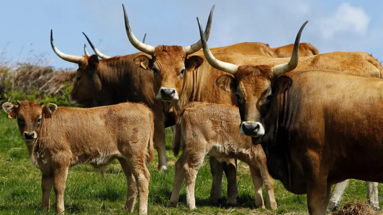 Explotación de vacas de raza cachena en As Negradas, O Vicedo. J. Mª ALVEZ