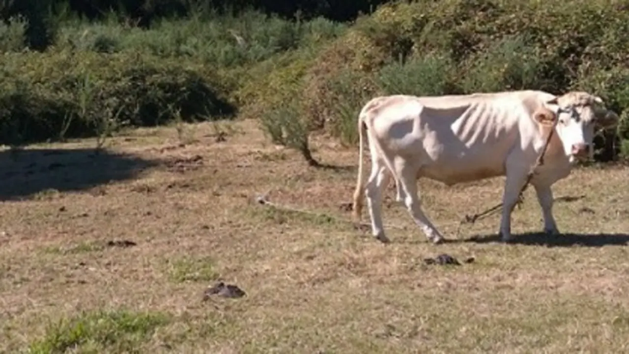 Una de las vacas.GUARDIA CIVIL
