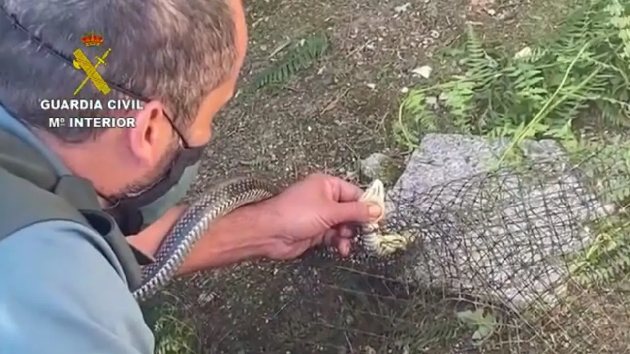 Un agente del Seprona rescata a una culebra bastarda atrapada en Ponteareas. GUARDIA CIVIL