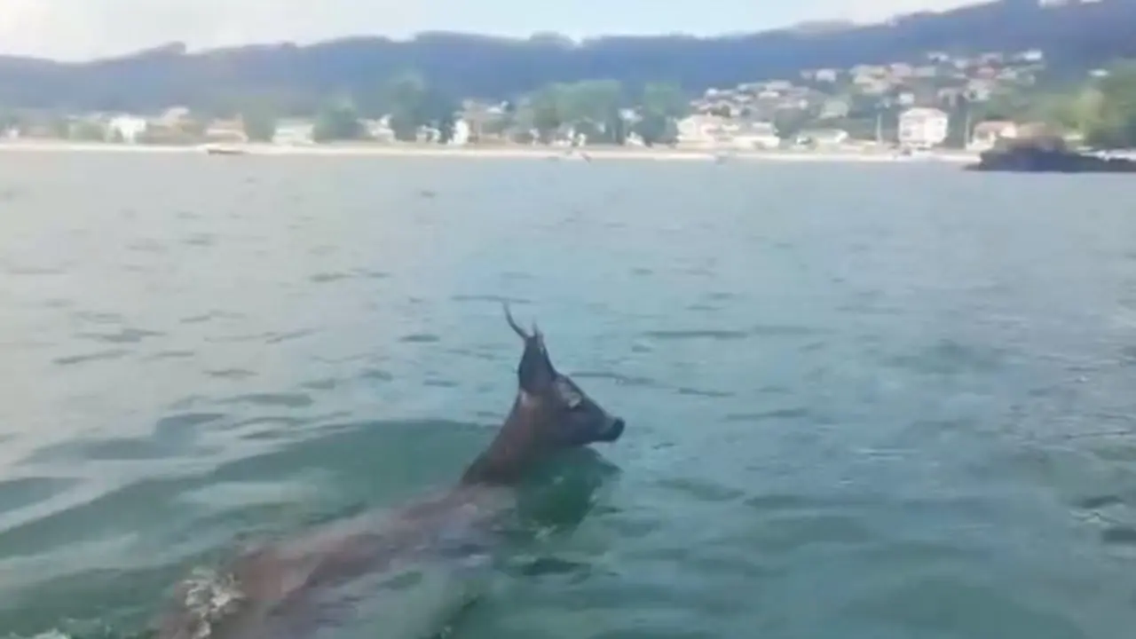 Corzo rescatado en Cedeira.TVG