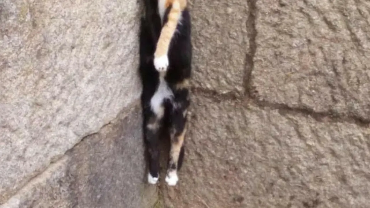 El gato ahorcado. LIBERA - copia