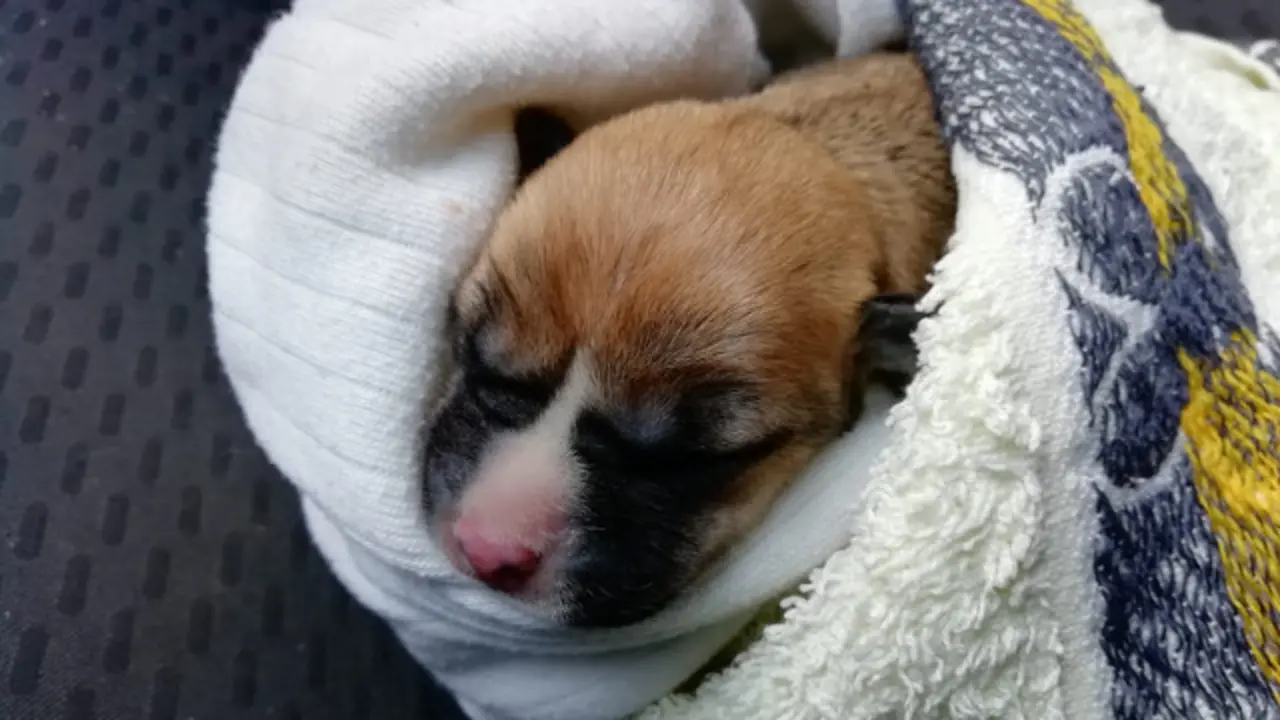 Uno de los cachorros abandonados en la ría. EPjpg