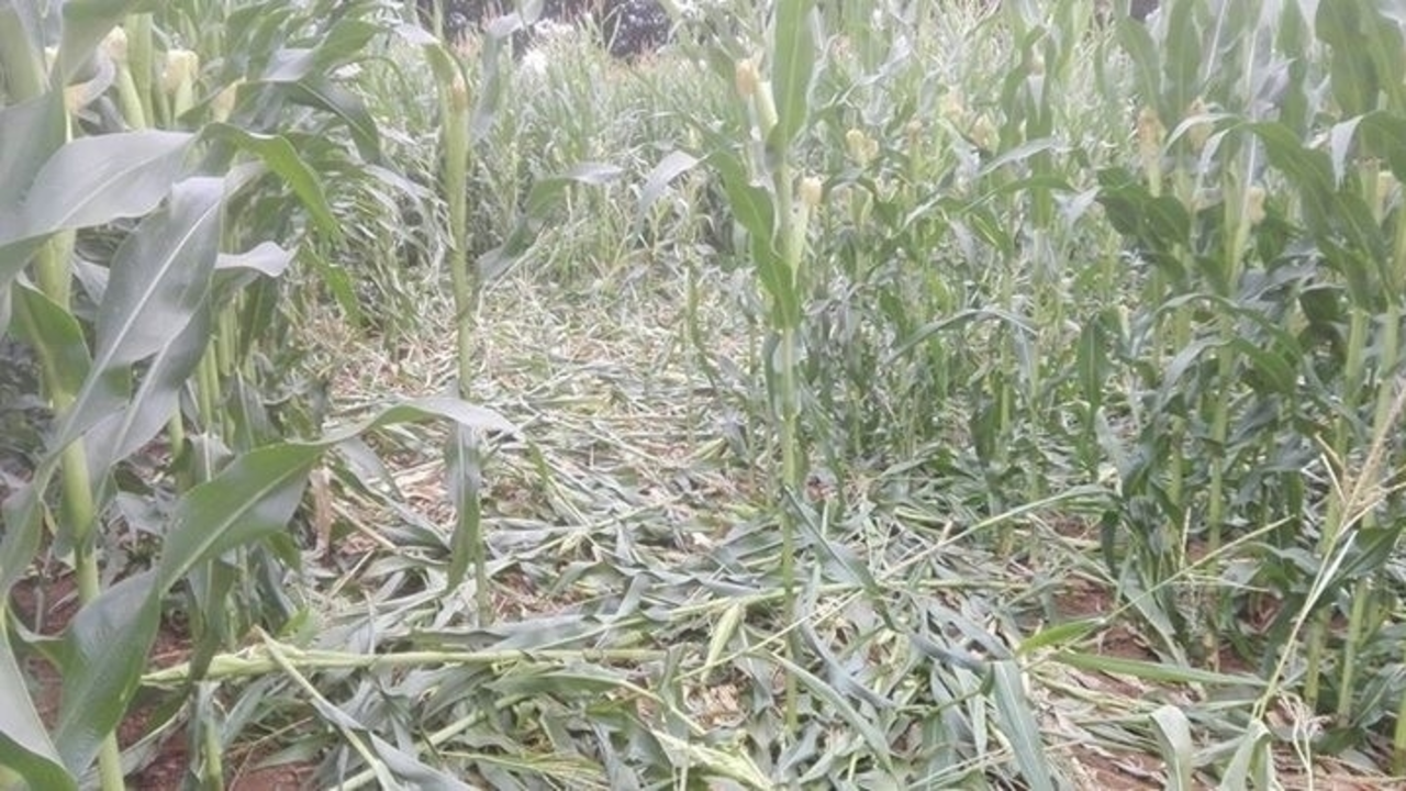 Destrozos de los jabalíes en una finca. ADP