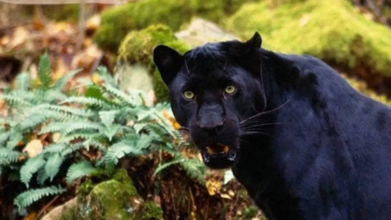 Una pantera negra. EP