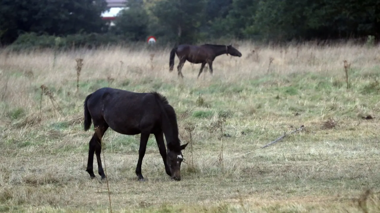 Los caballos pastan en una finca que hay entre Paulo Fabio Máximo y la Ronda Norte, amarrados a una cuerda. XESÚS PONTE