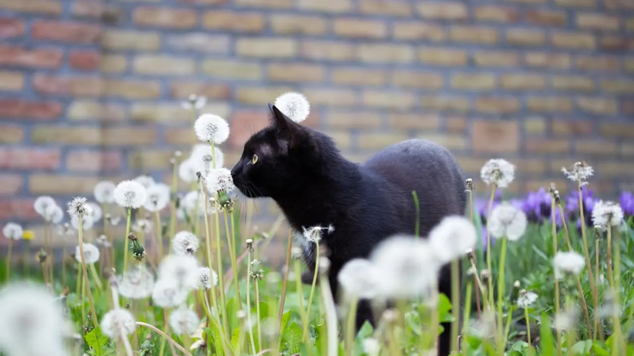 Imaxe de arquivo dun gato. PIXABAY