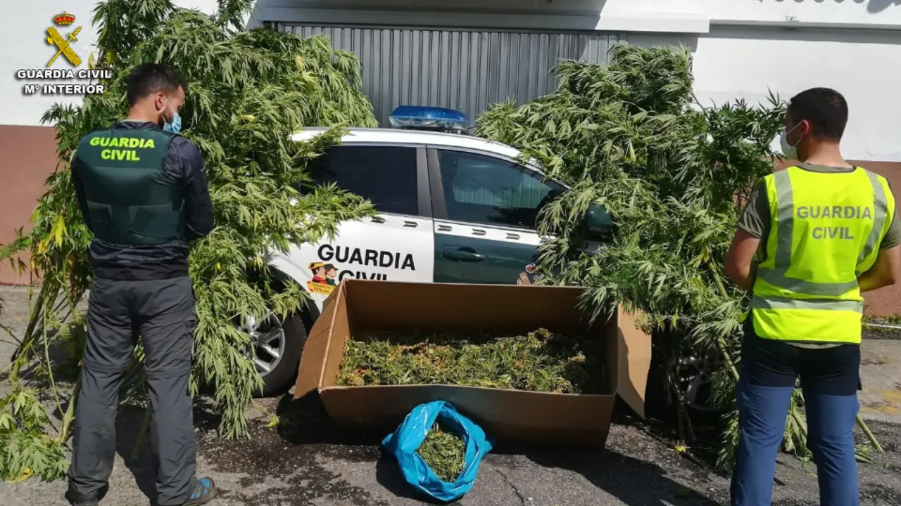 Dos agentes junto a las plantas incautadas en la operación. GUARDIA CIVIL