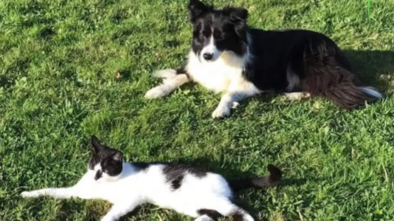 Perros y gatos, las mascotas más comunes. EFE