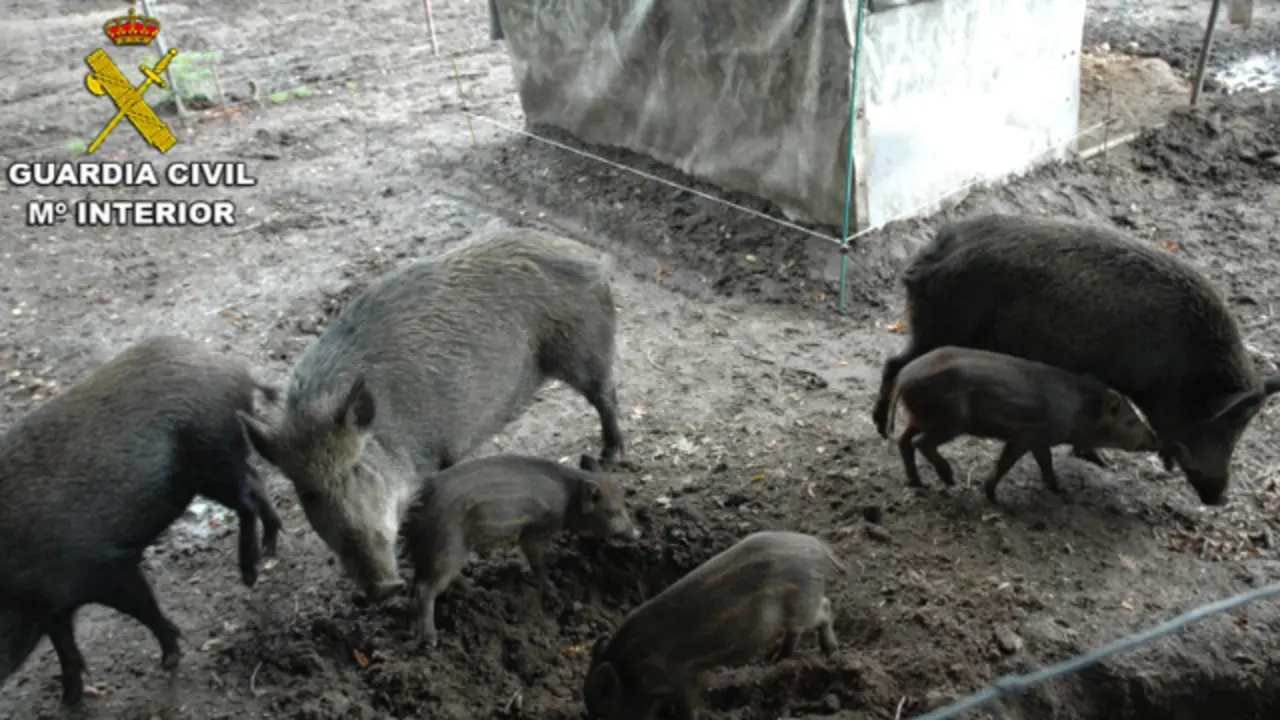 Los ejemplares de jabalí. GUARDIA CIVIL