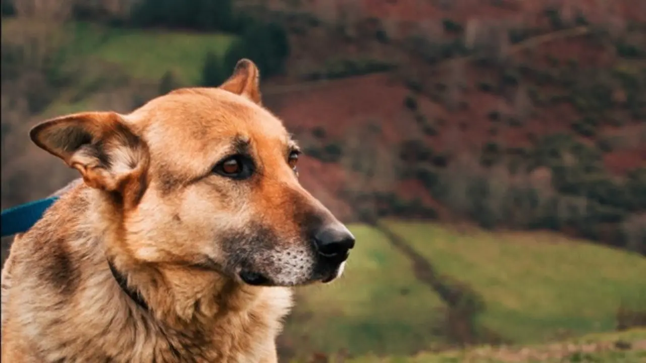 Luna. TWITTER (@O_Que_Arde)