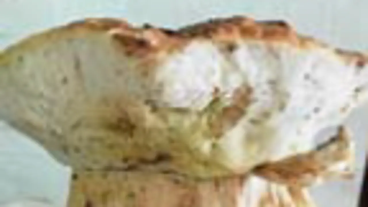 La seta de medio kilo. CEDIDA