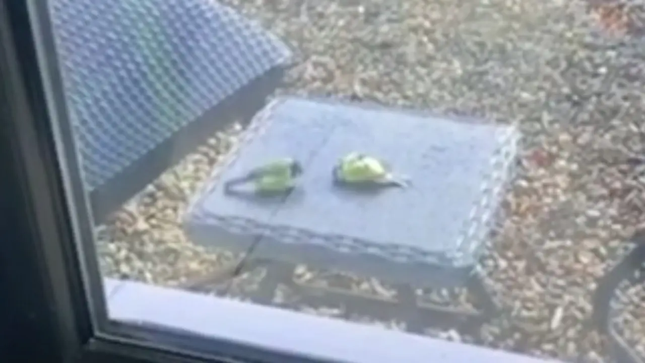 Un pájaro revive a otro que se estrelló contra un cristal. YOUTUBE