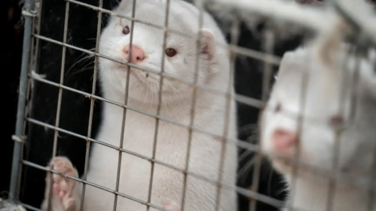 Visones daneses, antes de ser sacrificados. MADS CLAUS RASMUSSEN (Efe)