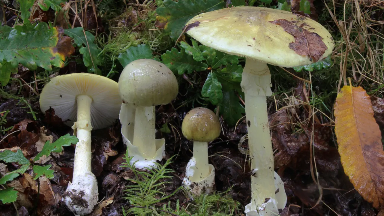 Amanita phalloides. AEP