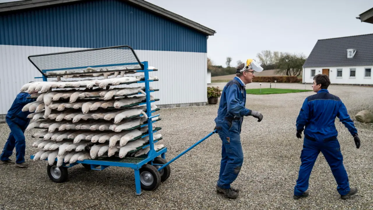 Algunos de los visones sacrificados en Dinamarca. MADS CLAUS RASMUSSEN (EFE)
