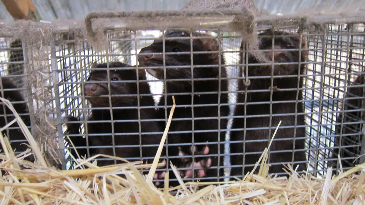 Visones en una jaula. EFE