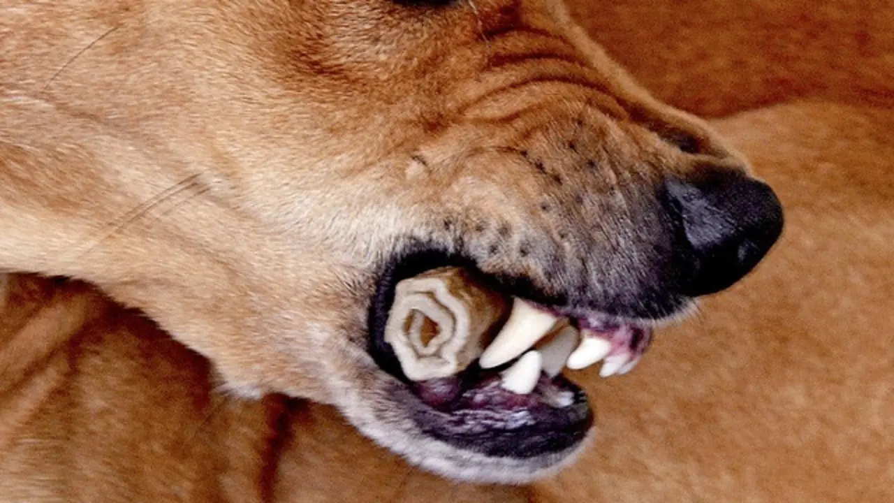 La boca de un perro. PIXABAY