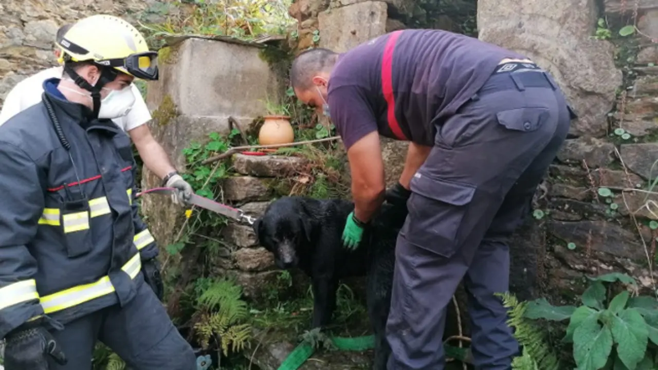 Personal de emergencias con el animal rescatado. CONCELLO