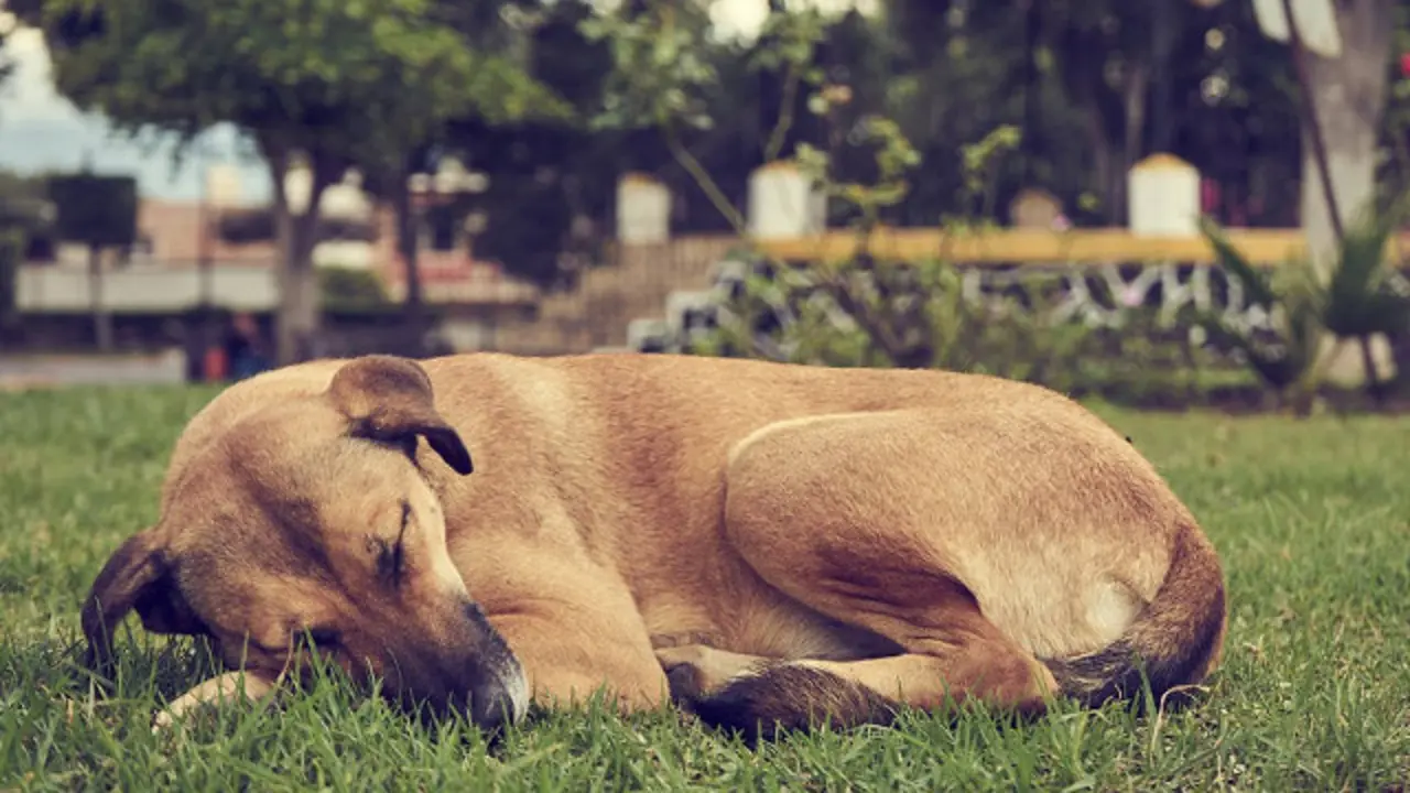 Un perro durmiendo. EP