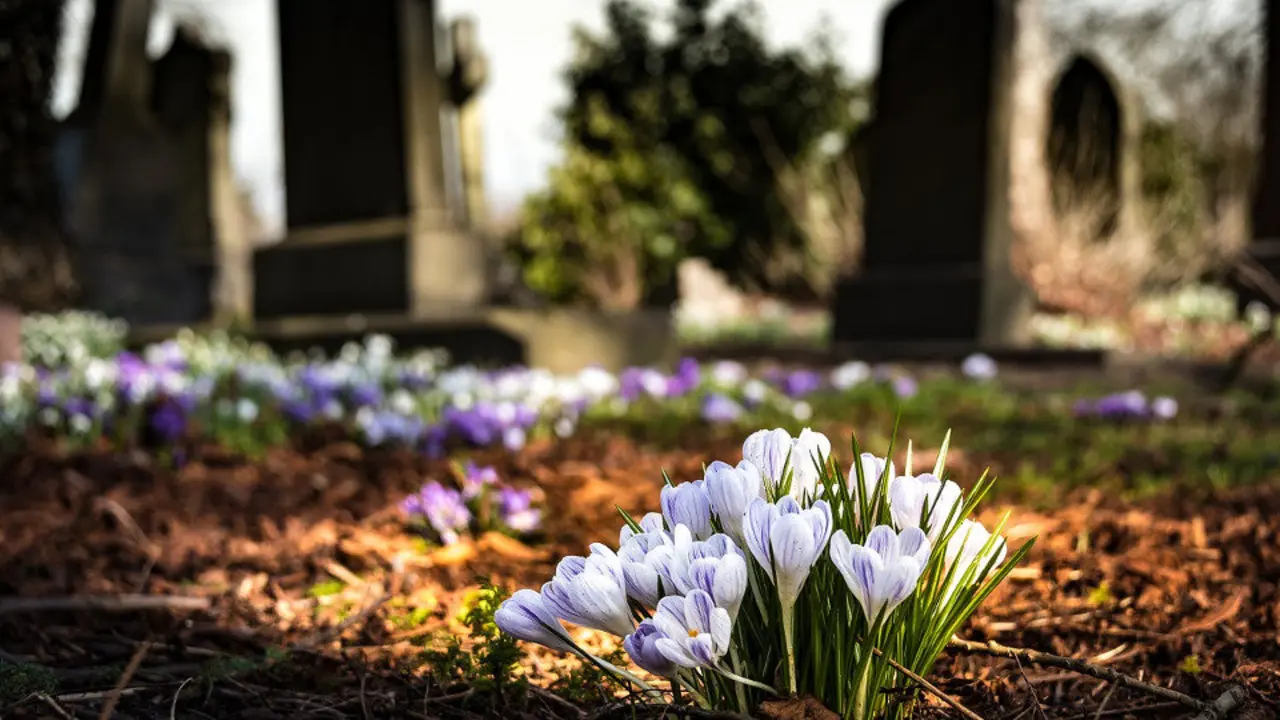 Flores nun cemiterio. PIXABAY