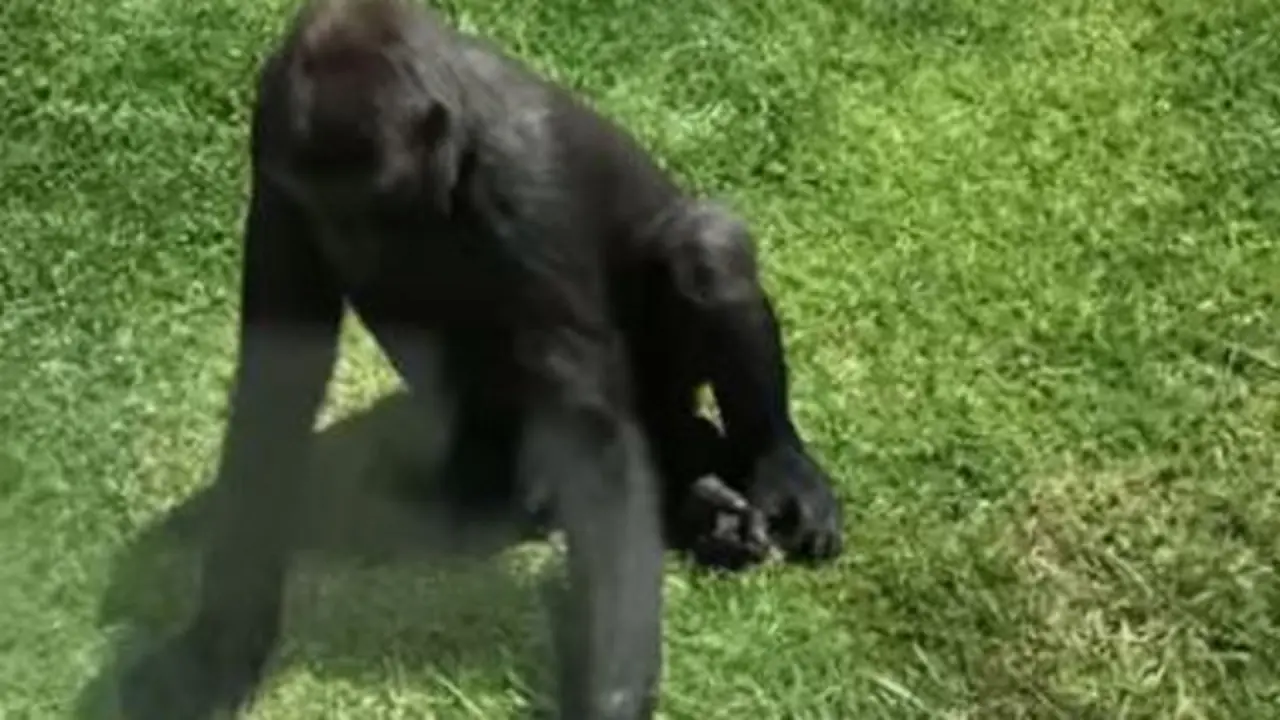 Gorila intenta ayudar a un pájaro herido