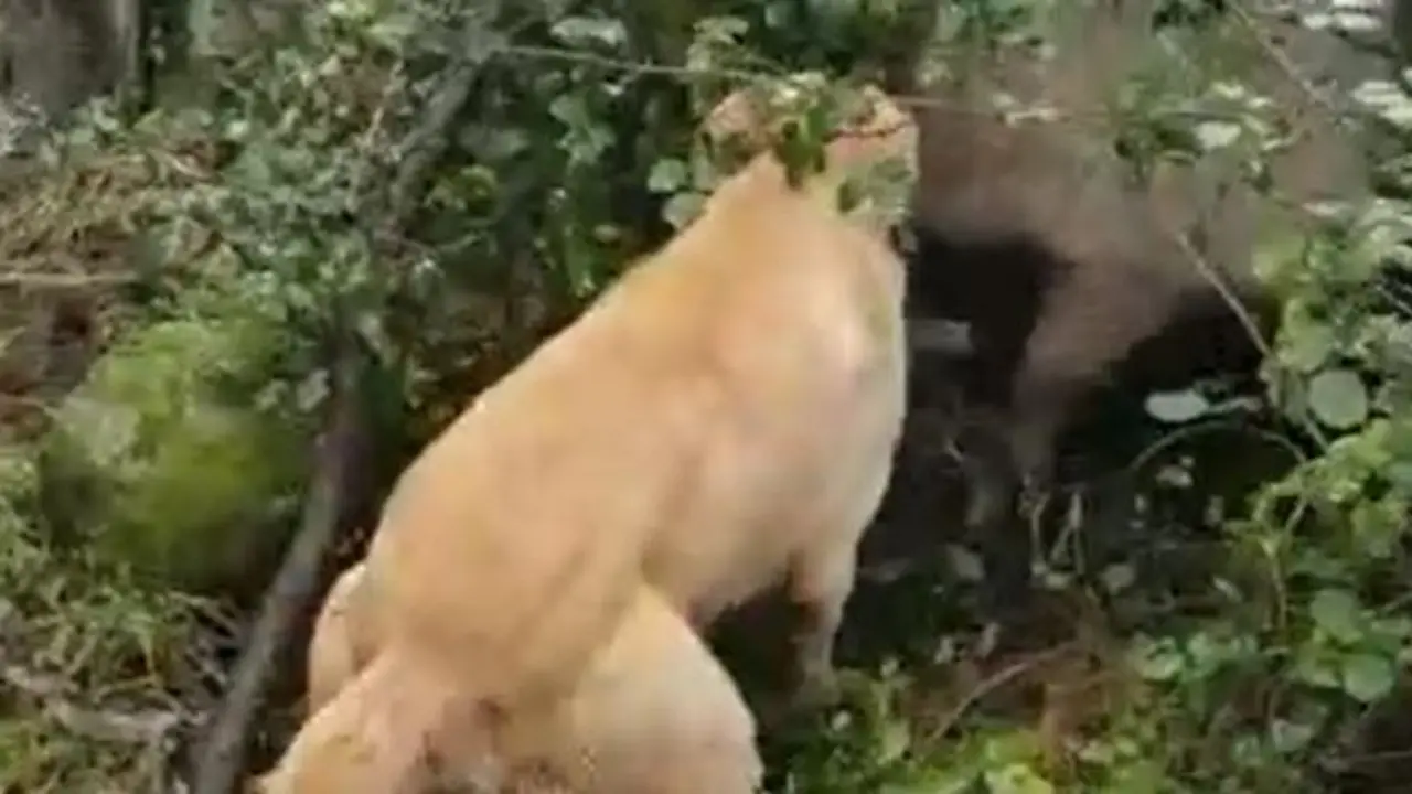 Un dos cans ataca un porco. EP