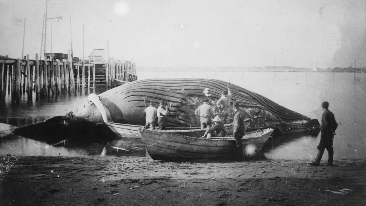 Diego Moldes ballena