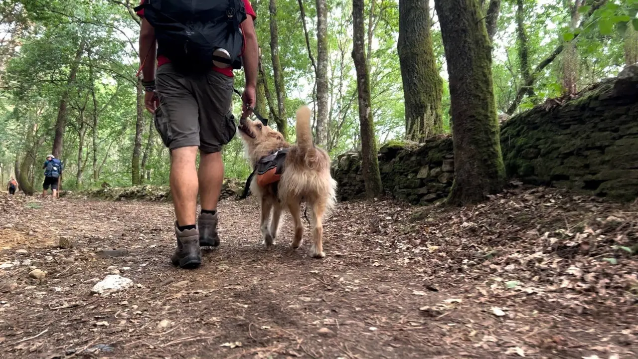 Unos 5.000 'perregrinos' hacen el Camino de Santiago cada año. EUROPA PRESS