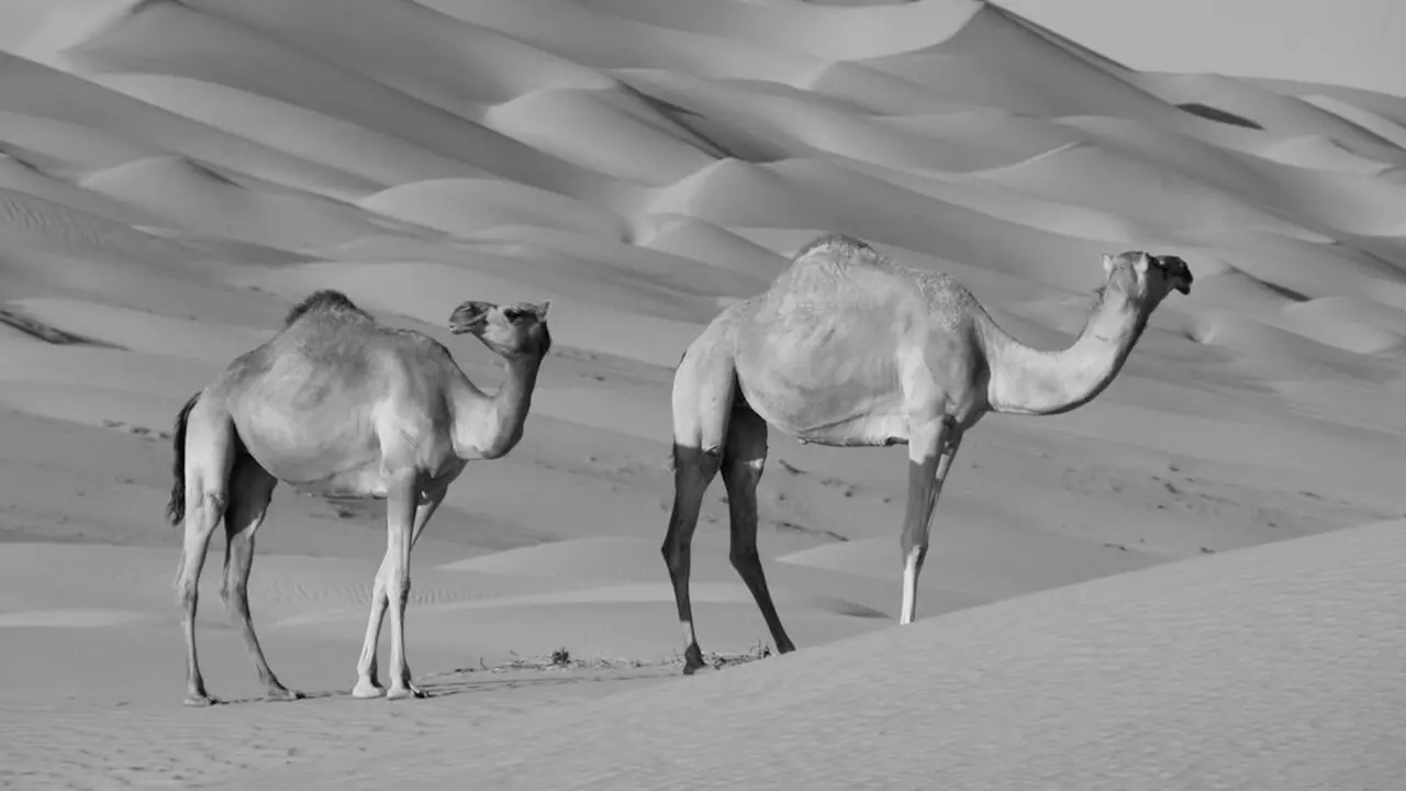 camellos dromedarios