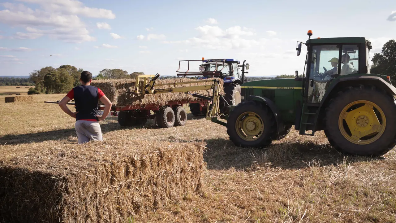 Un tractor y varios trabajadores durante la recogida del trigo en Abadín. Europa Press