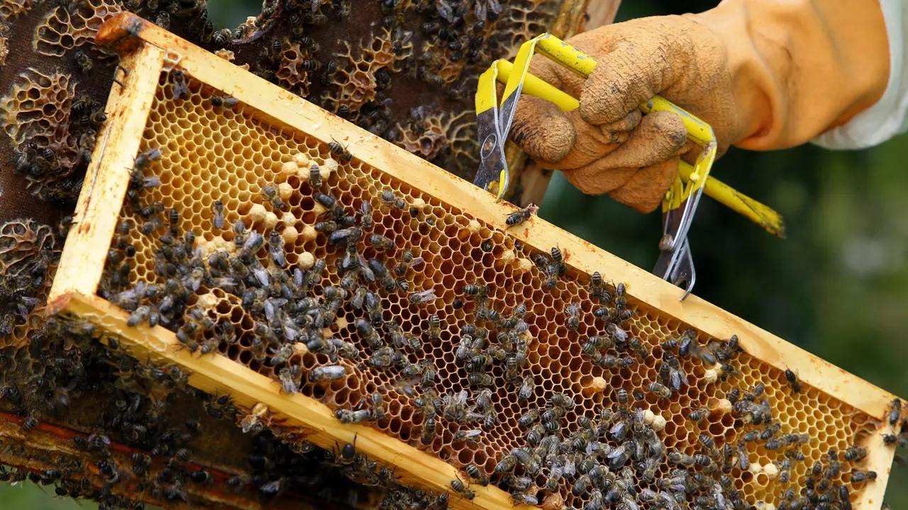 Algunas colmenas en zonas de costa están vacías. AEP