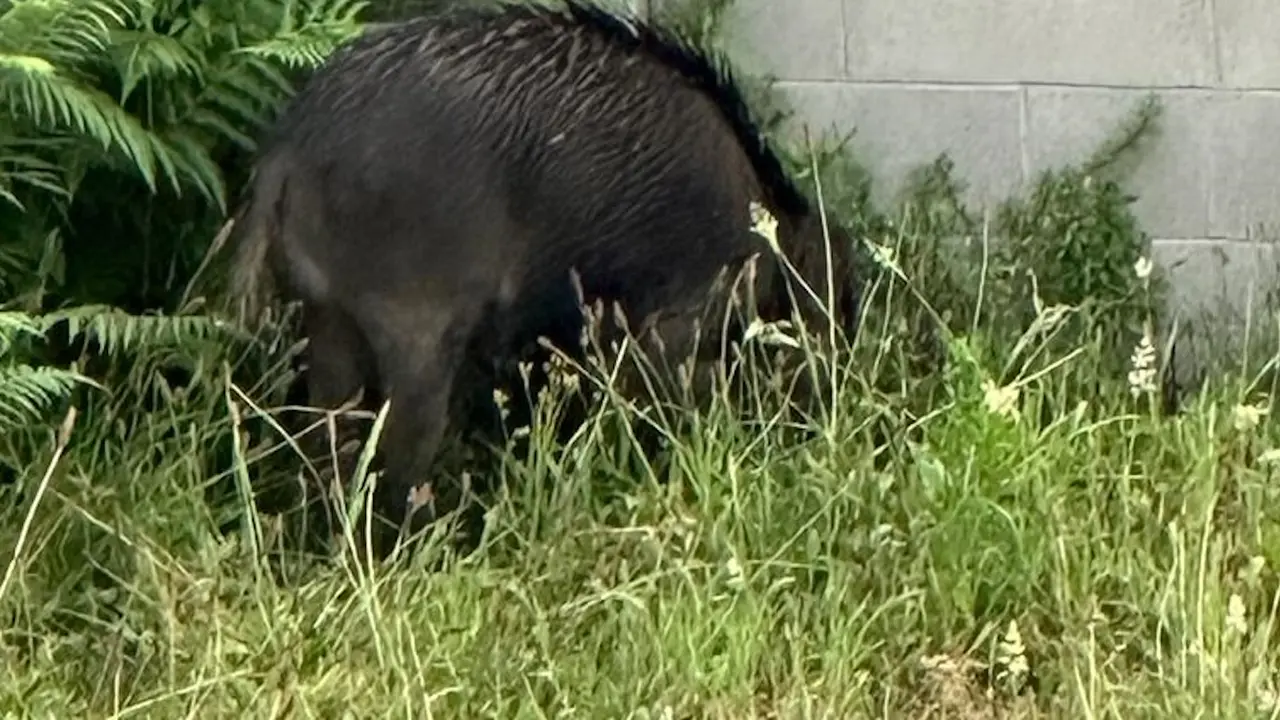 Un jabalí en Burela.EP