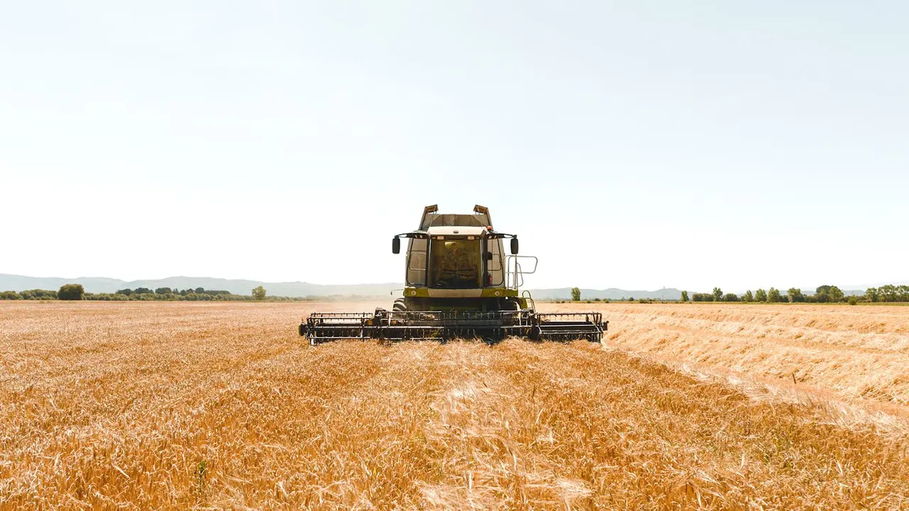 Recogida de la cebada cervecera gallega en A Limia. HIJOS DE RIVERA