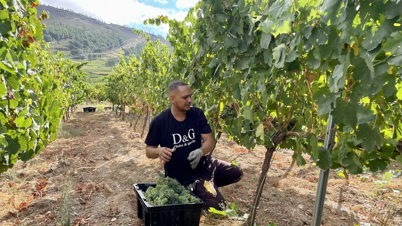 Arranca la vendimia en la D.O. Valdeorras.EP