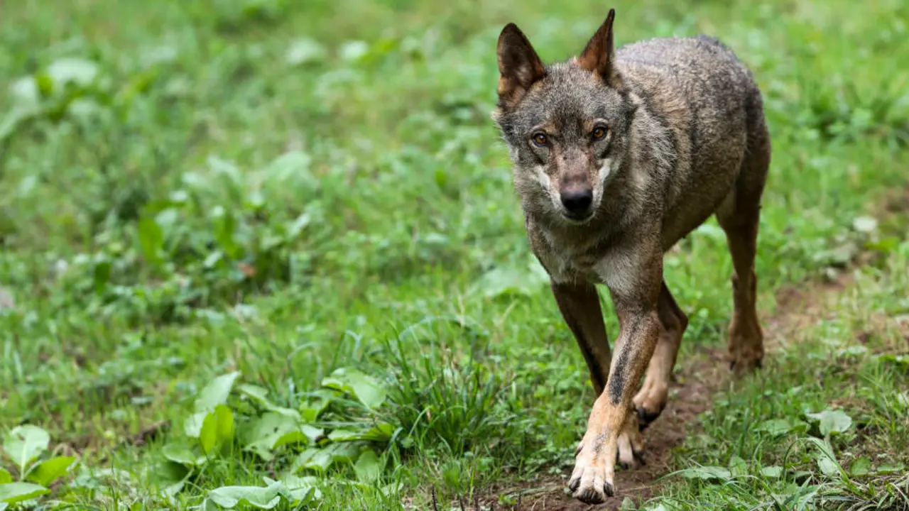 Un lobo Ibérico en las instalaciones del centro de interpretación. EFE