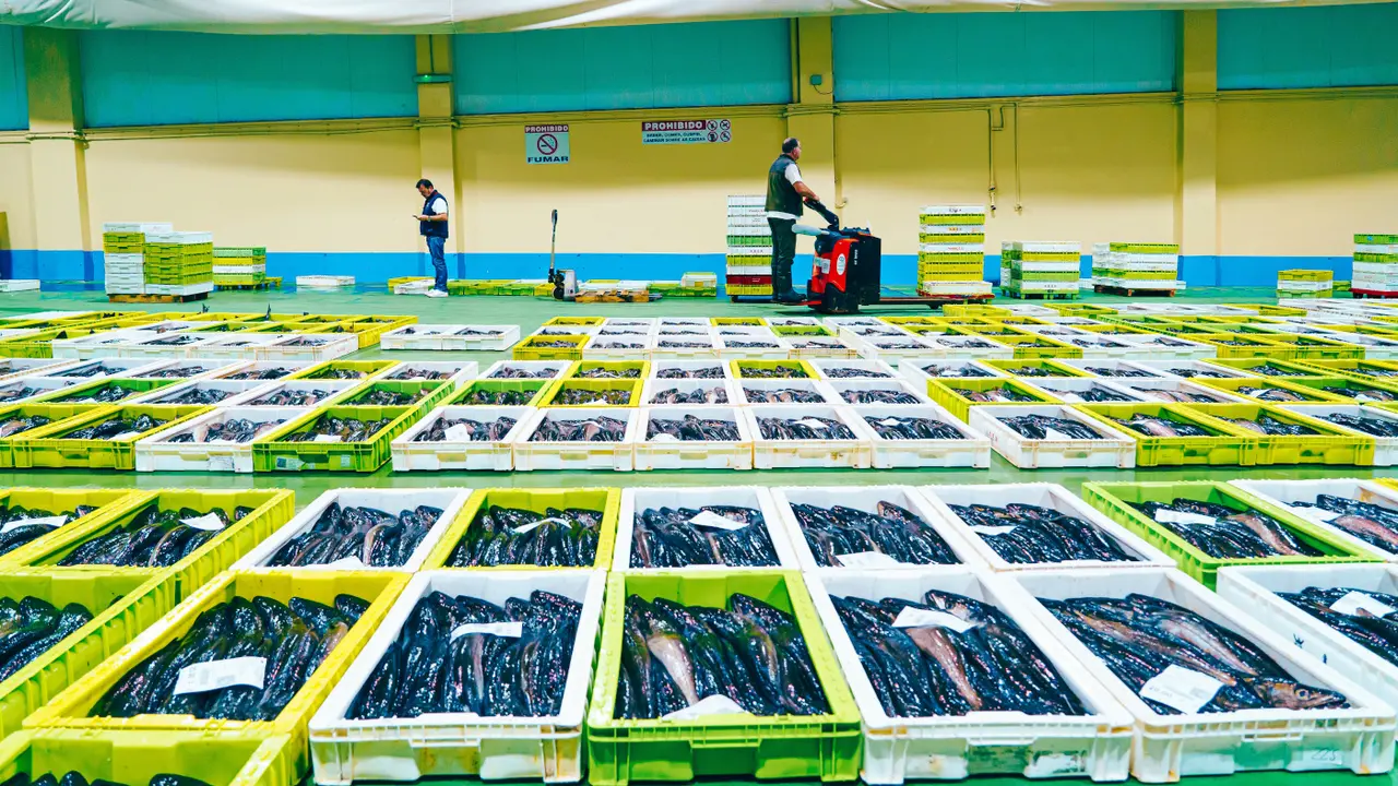 Merluza en el puerto de Celeiro. ÓSCAR GORRIZ