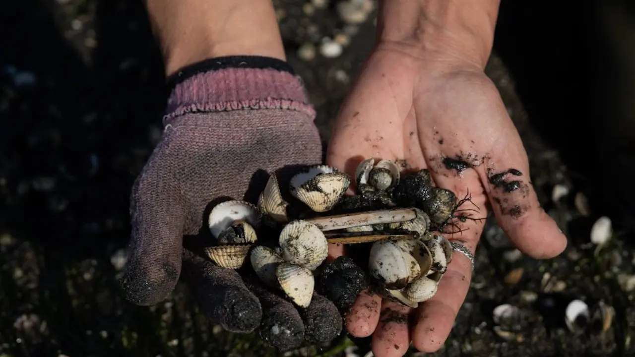 Berberechos, almejas y navajas muertos en la ensenada de San Simón. EUROPA PRESS