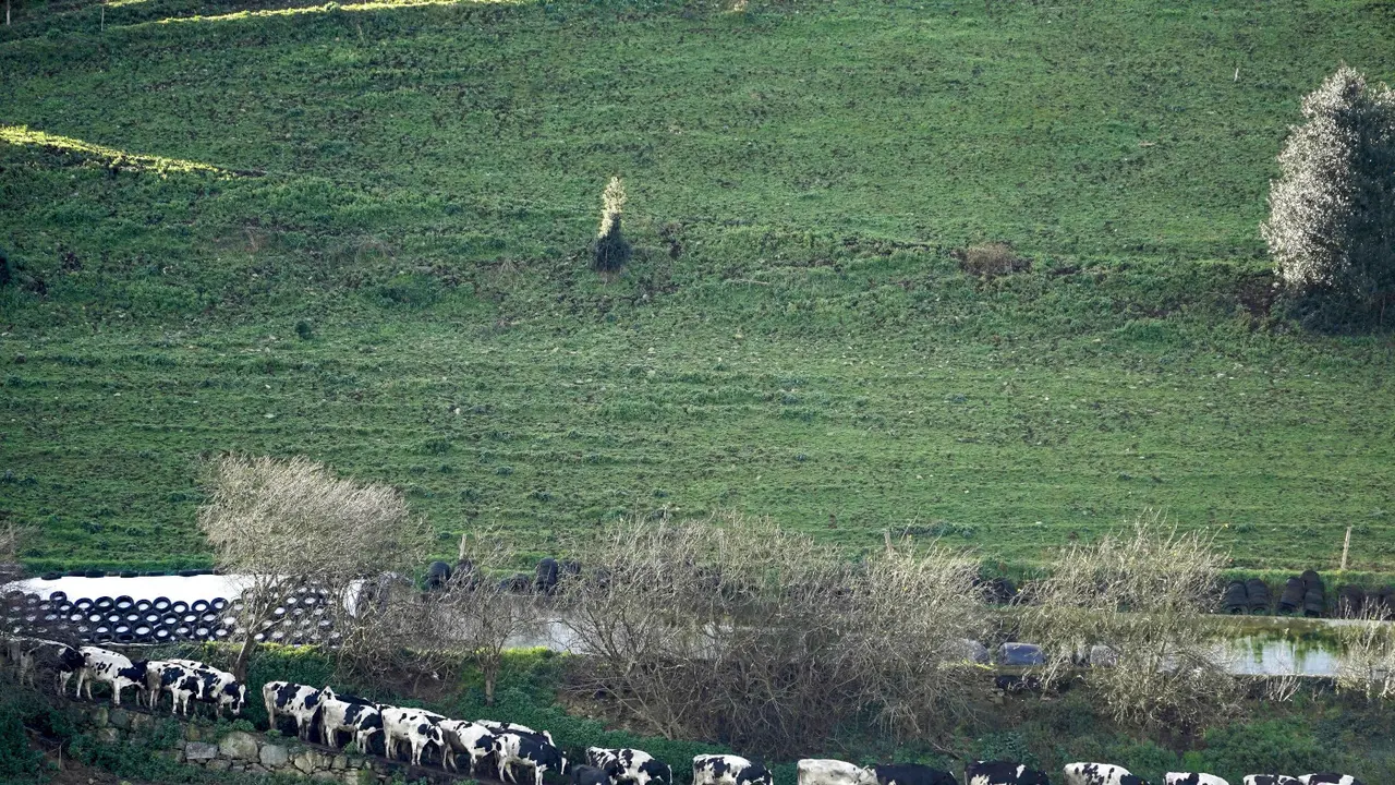 Zona de pastos. PACO PAREDES