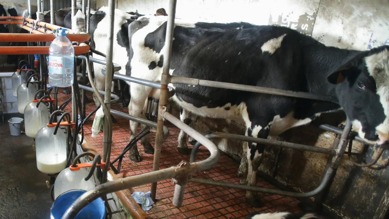 Una explotación láctea en Friol. EP